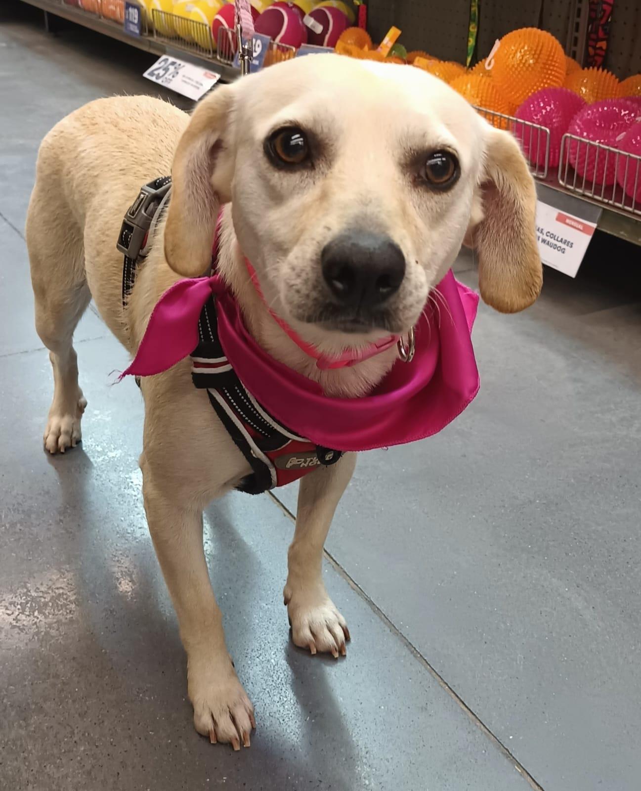Aris, a ADOPTABLE mixed breed in San Diego, CA image 6/6