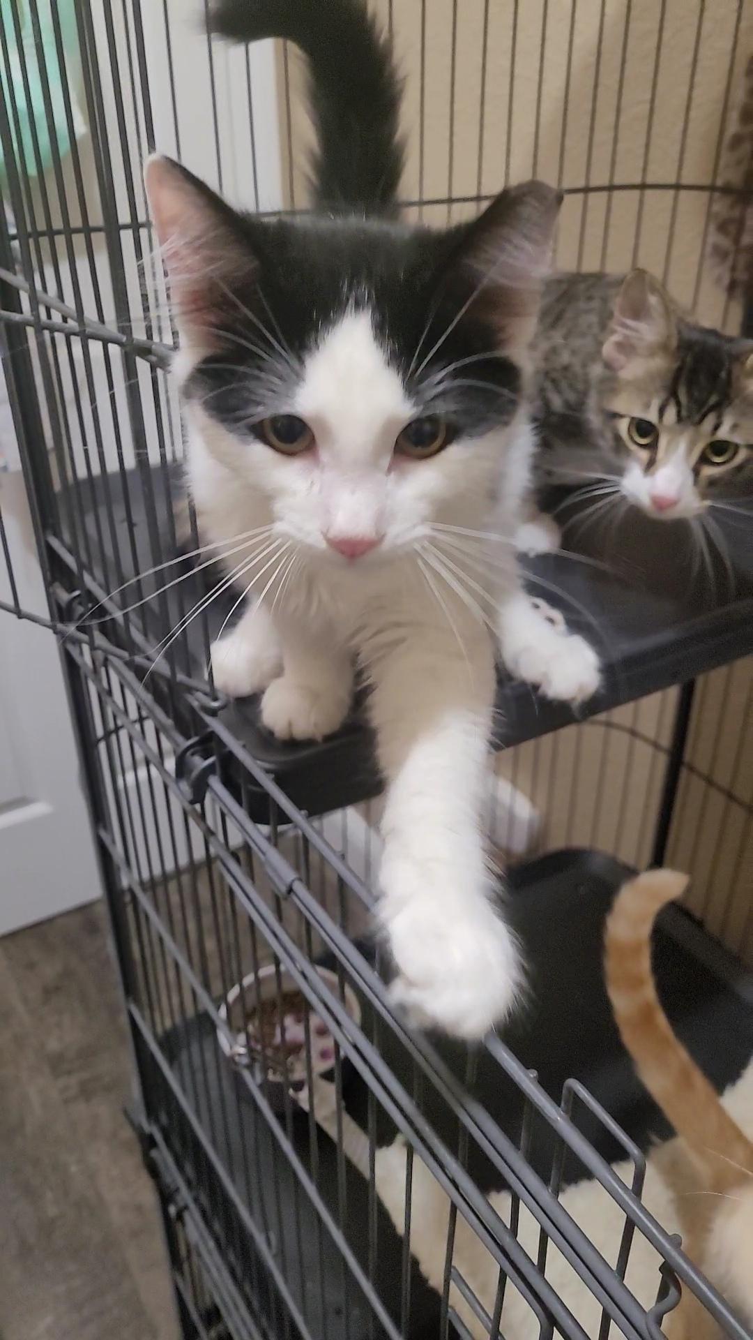 Enlarge POTTER & DOBBY, a ADOPTABLE mixed breed in Escalon, CA image 2/6