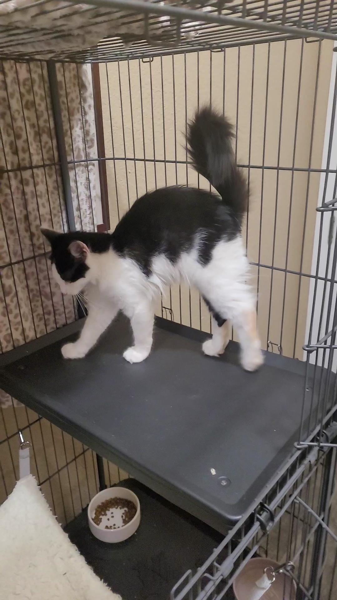 Enlarge POTTER & DOBBY, a ADOPTABLE mixed breed in Escalon, CA image 5/6