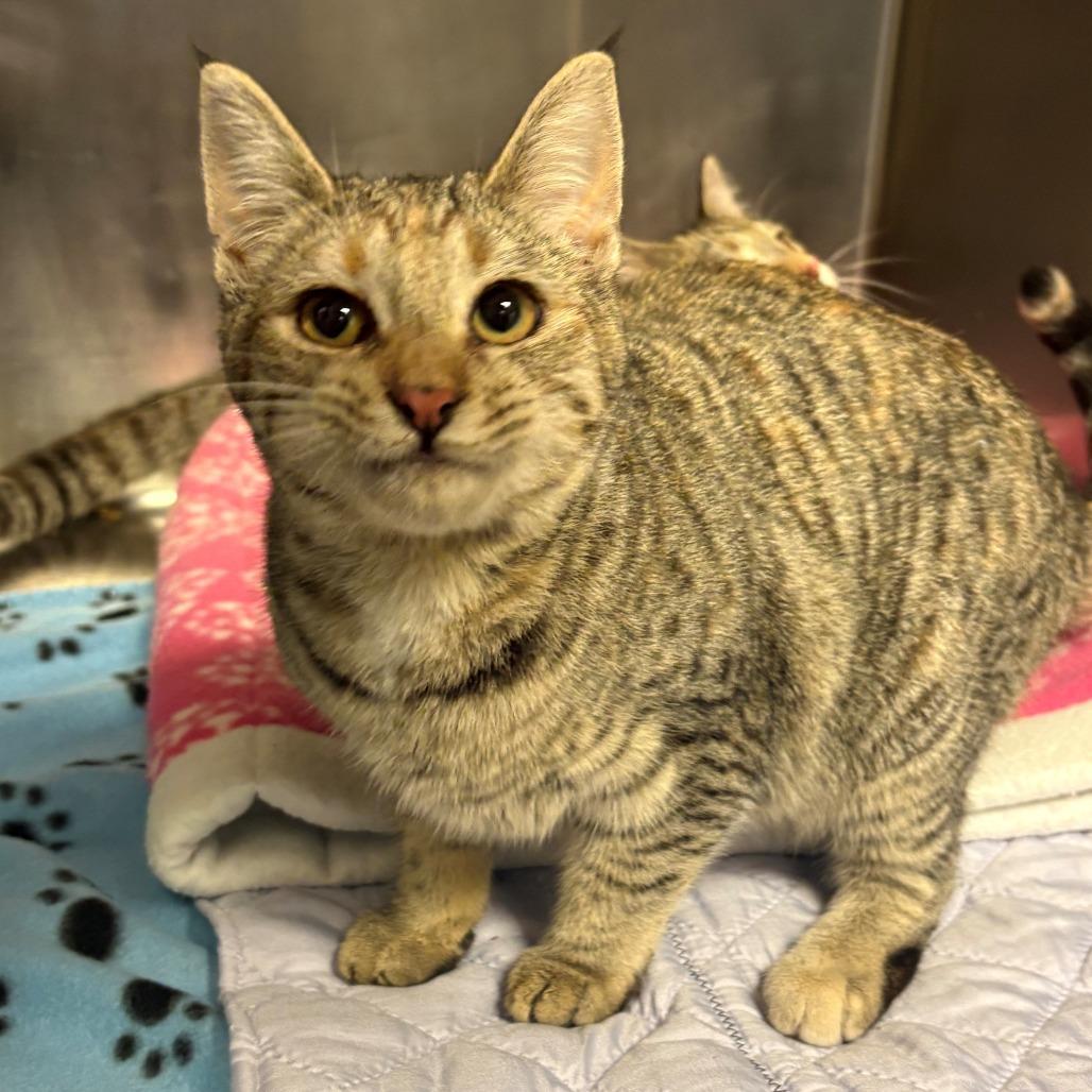 Zuri, Adoptable, Young Female Domestic Short Hair.