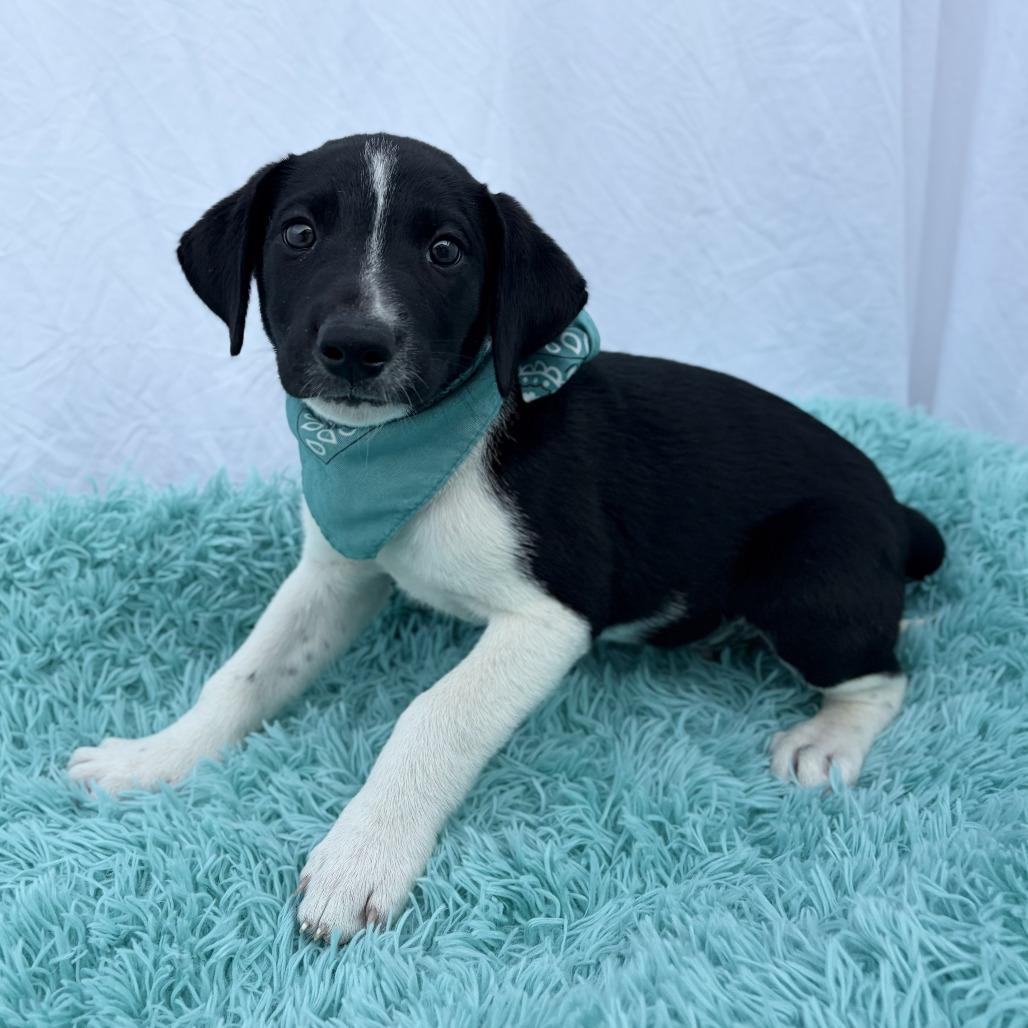 Enlarge Mozzie, a Adoptable Mixed Breed in Canal Winchester, OH image 1/1