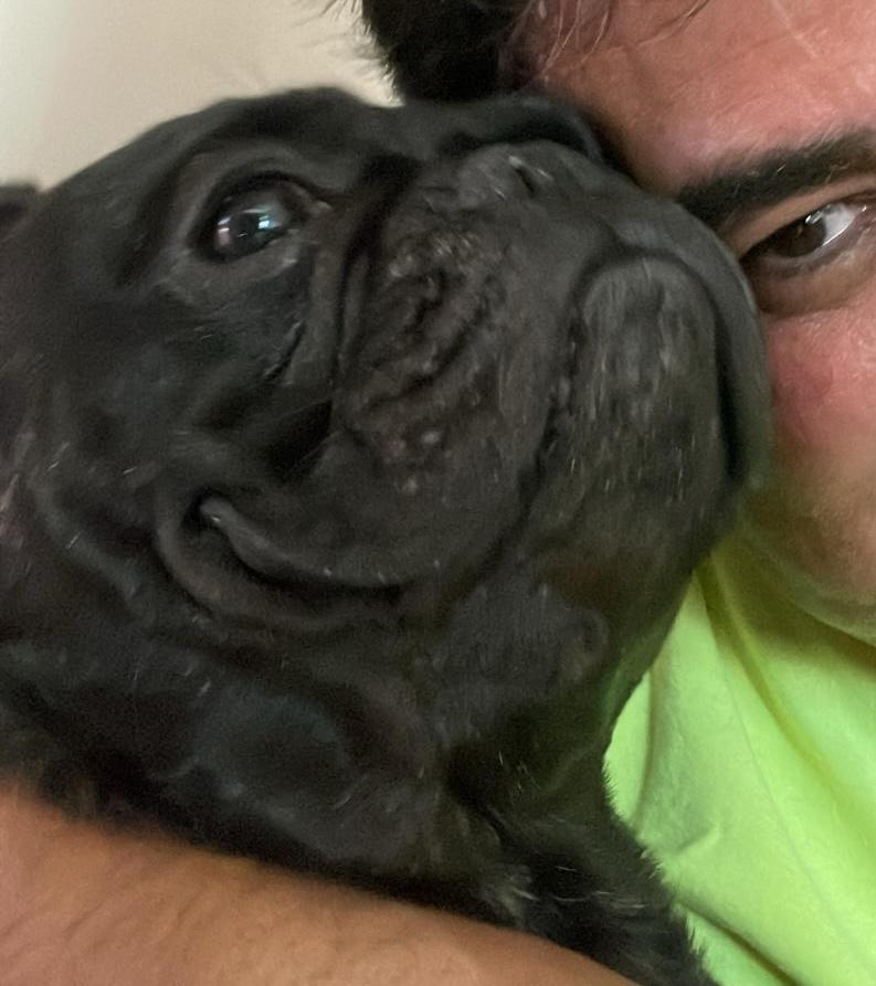 Enlarge Kai, a ADOPTABLE French Bulldog in Los Angeles, CA image 5/6