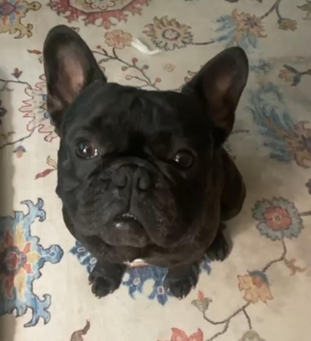 Enlarge Kai, a ADOPTABLE French Bulldog in Los Angeles, CA image 6/6