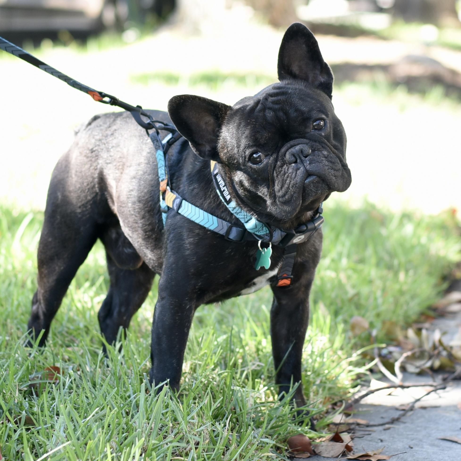 Enlarge Kai, a ADOPTABLE French Bulldog in Los Angeles, CA image 1/6