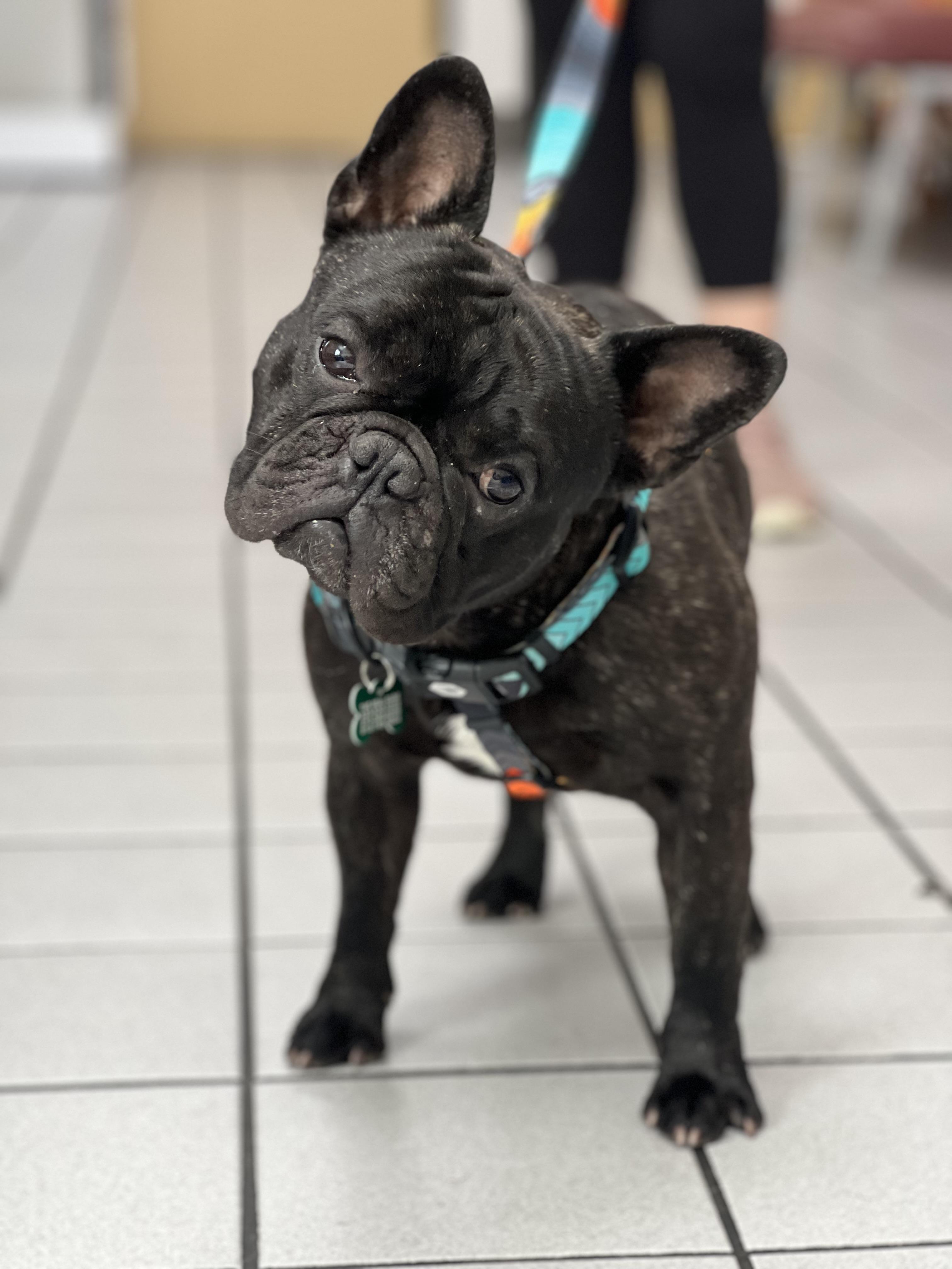 Enlarge Kai, a ADOPTABLE French Bulldog in Los Angeles, CA image 4/6