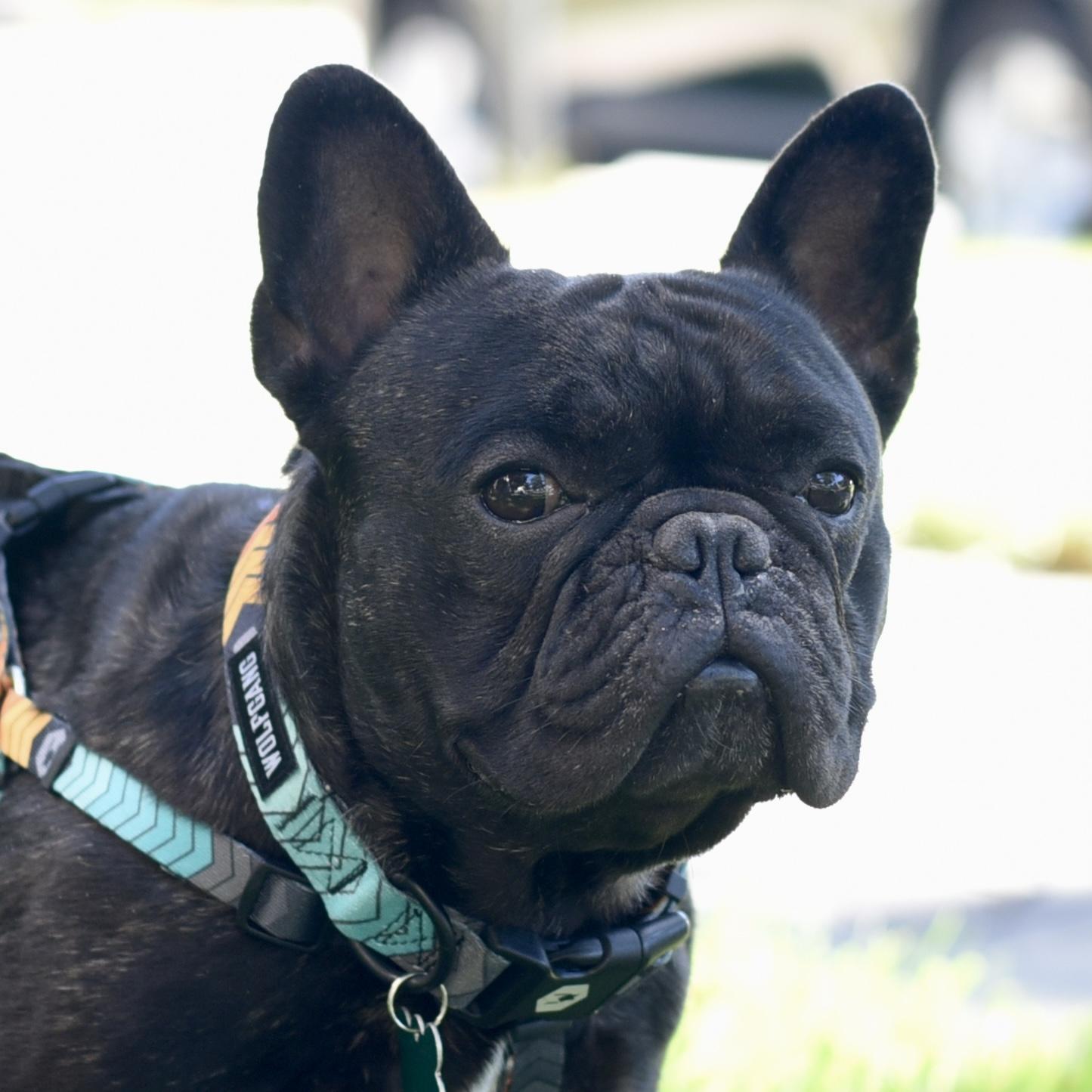 Enlarge Kai, a ADOPTABLE French Bulldog in Los Angeles, CA image 3/6