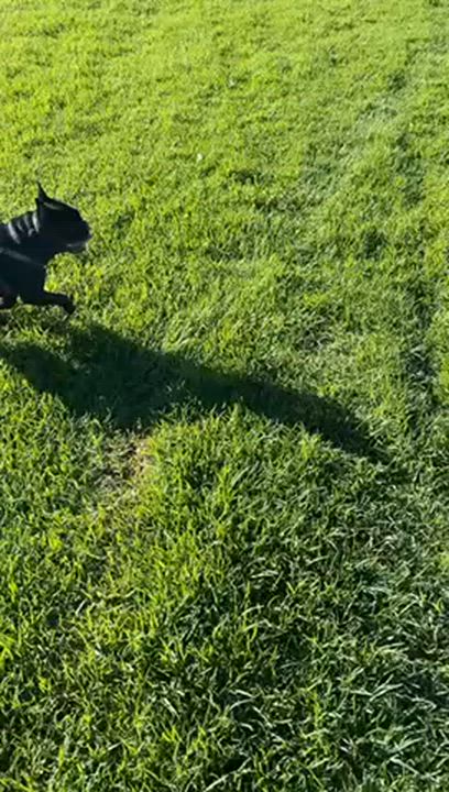 Enlarge Kai, a ADOPTABLE French Bulldog in Los Angeles, CA video 2/6