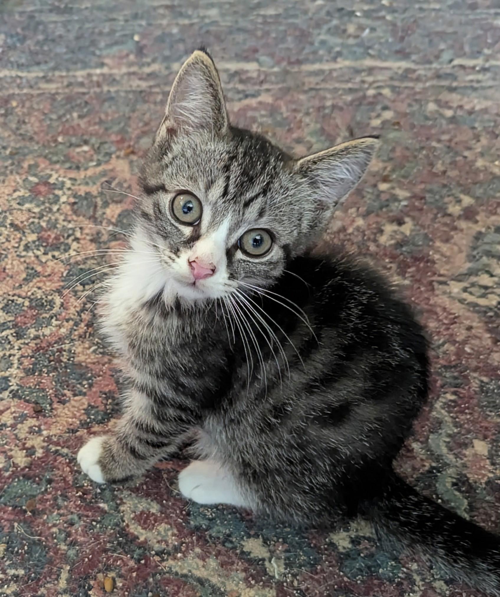 Enlarge Baby Girl, a ADOPTABLE Tabby in Export, PA image 1/1