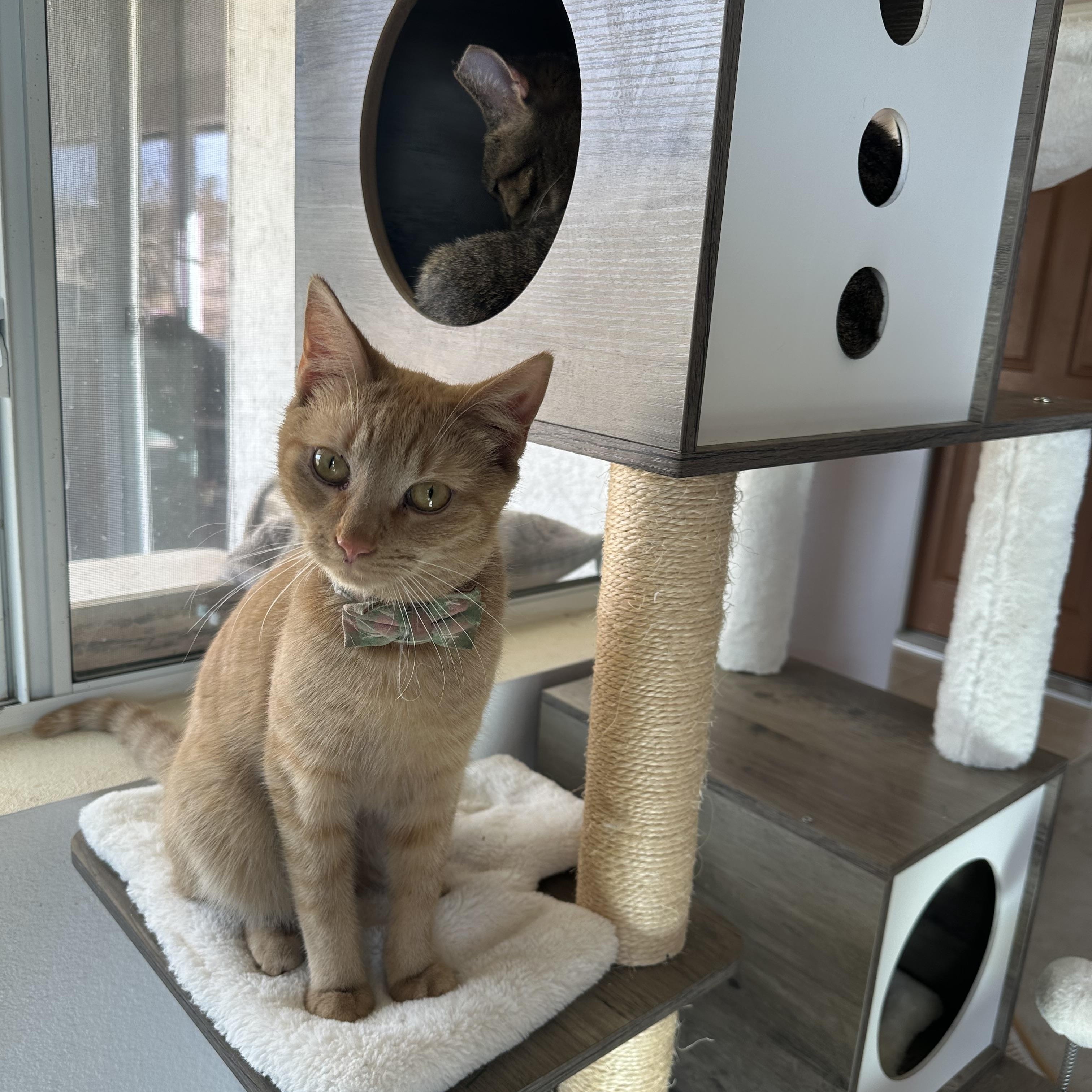 Enlarge Garfield and John, a Adoptable Domestic Short Hair in Indio, CA image 1/3