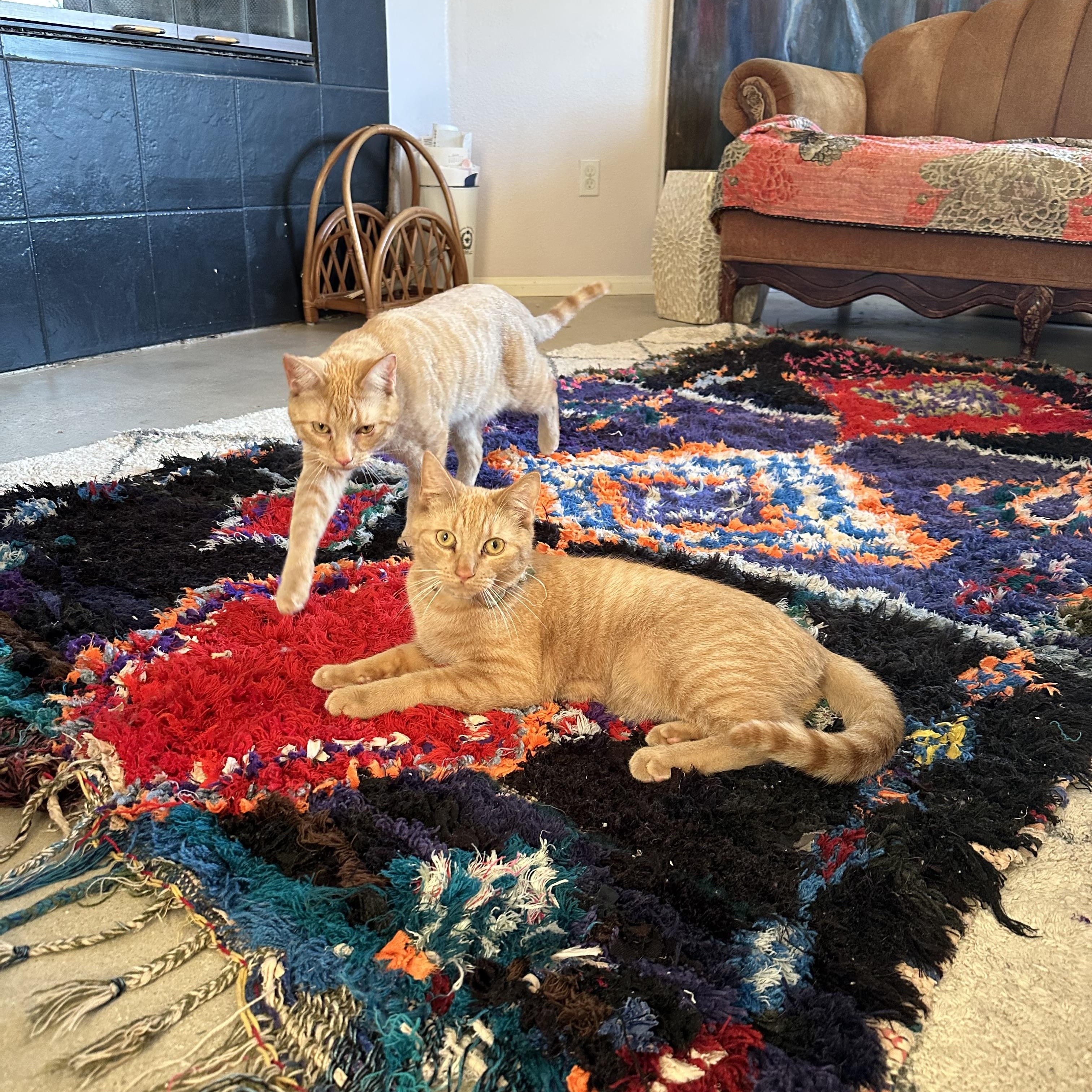 Enlarge Garfield and John, a Adoptable Domestic Short Hair in Indio, CA image 2/3