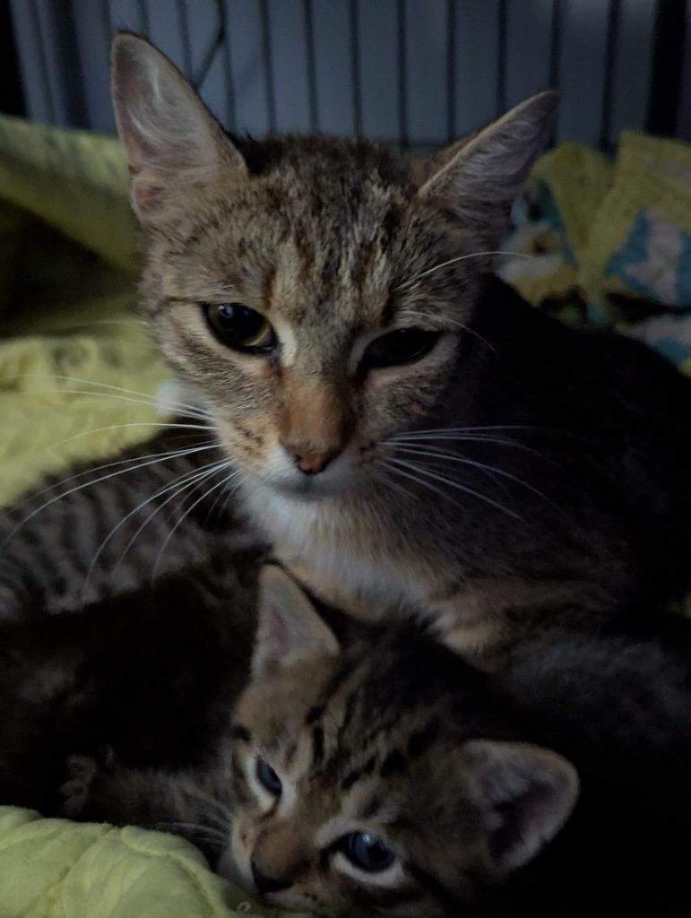 Angel Blossom, Adoptable, Adult Female Domestic Short Hair.