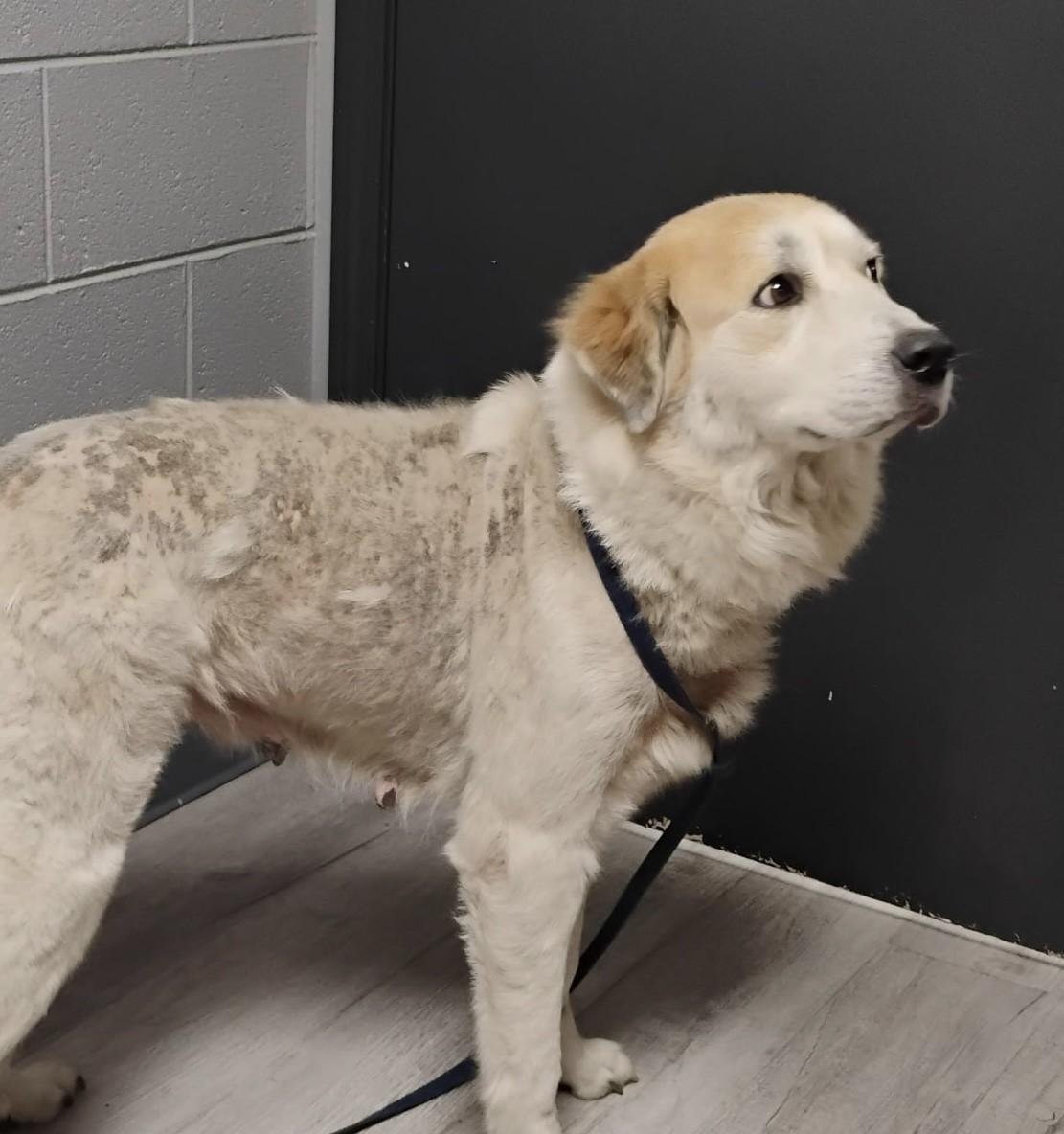 Enlarge Jasmin, a Adoptable Great Pyrenees in Paris , TN image 1/1
