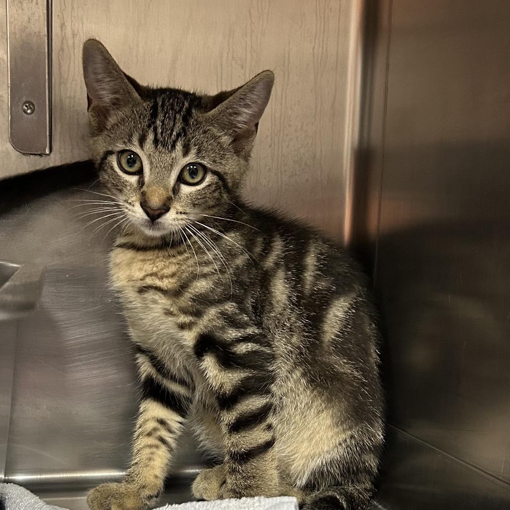 Enlarge Rodrigo, a Adoptable Domestic Short Hair in Pensacola, FL image 1/1