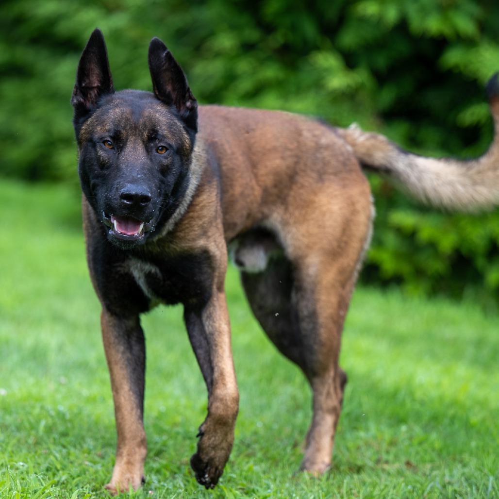 Enlarge Cheese, a Adoptable Belgian Shepherd / Malinois in Chester Springs, PA image 1/5
