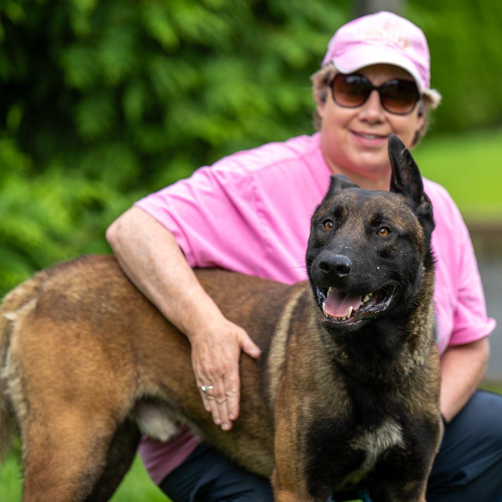 Cheese, Adoptable, Adult Male Belgian Shepherd / Malinois.