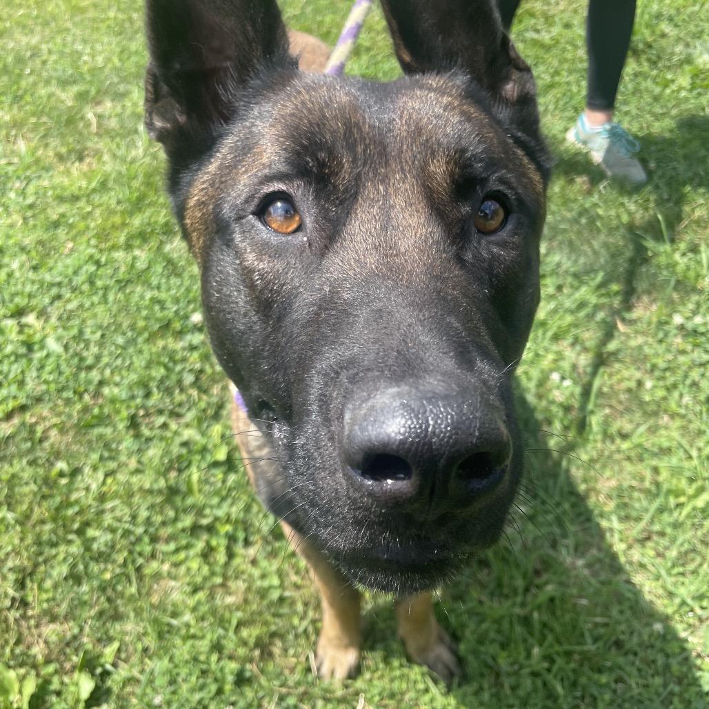 Enlarge Cheese, a Adoptable Belgian Shepherd / Malinois in Chester Springs, PA image 3/5