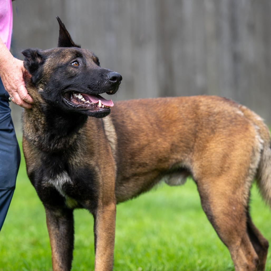 Enlarge Cheese, a Adoptable Belgian Shepherd / Malinois in Chester Springs, PA image 5/5