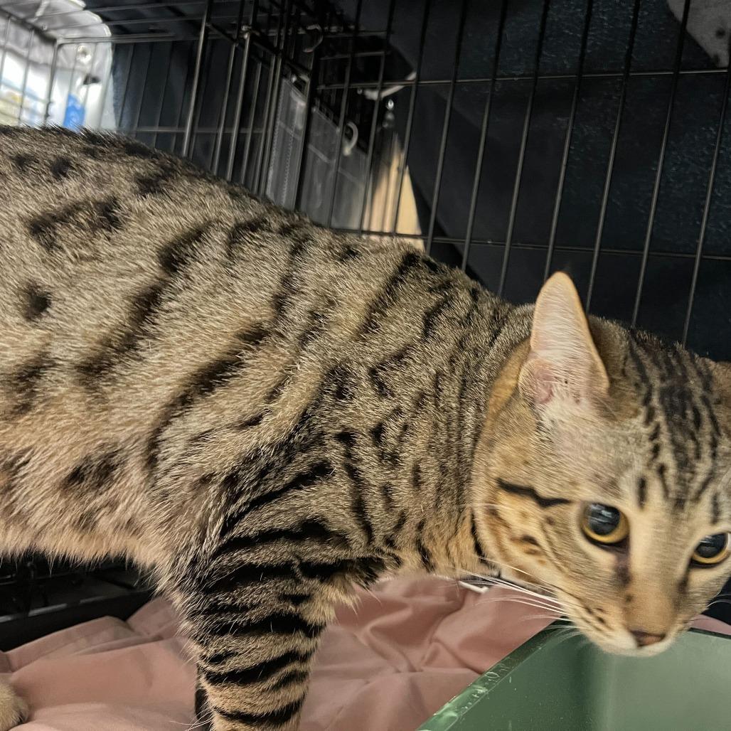 Rocket, Adoptable, Young Male Domestic Short Hair & Domestic Short Hair.