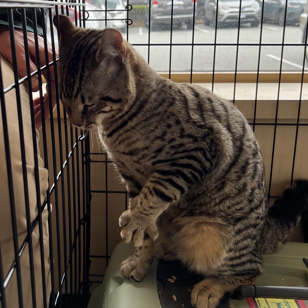 Enlarge Rocket, a Adoptable mixed breed in Abbotsford, BC image 2/2