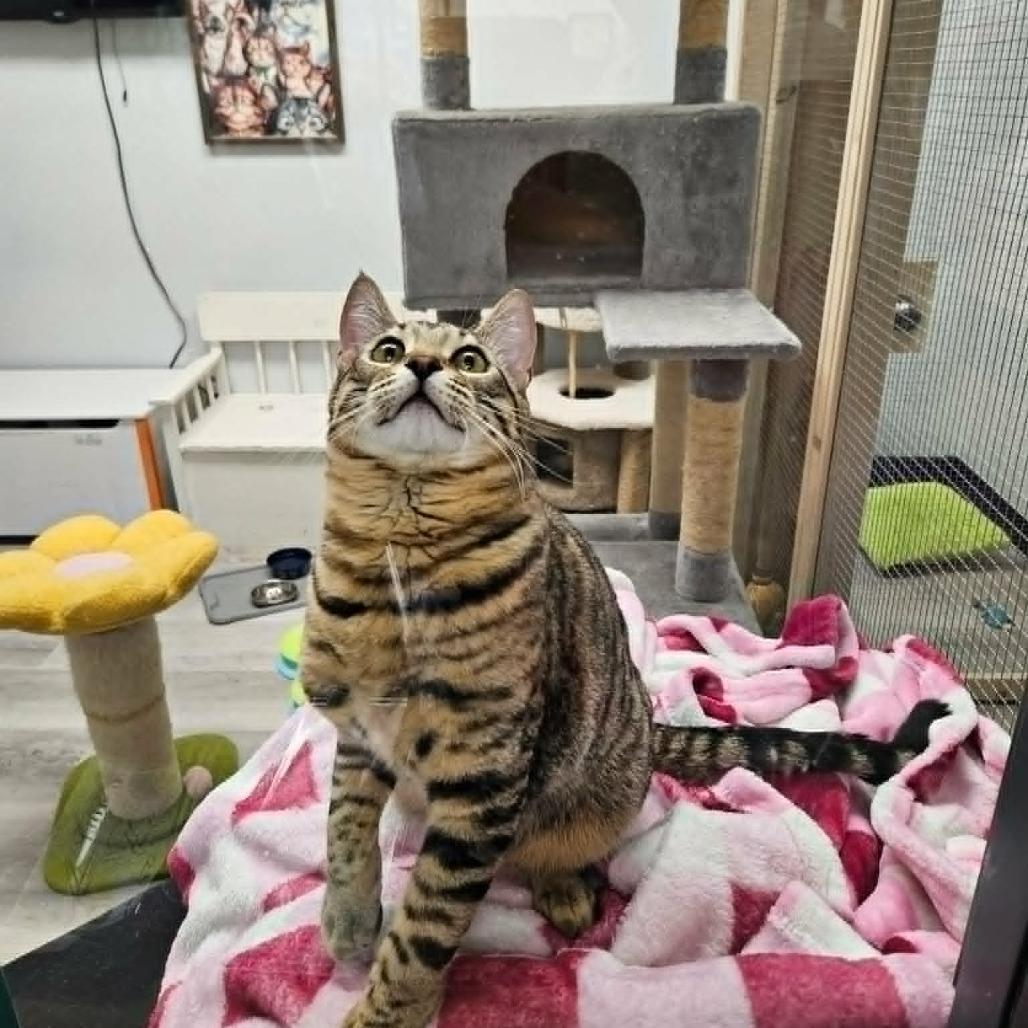 Enlarge Rocket, a Adoptable Domestic Short Hair in Abbotsford, BC image 2/5