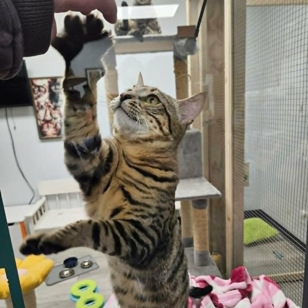Enlarge Rocket, a Adoptable Domestic Short Hair in Abbotsford, BC image 3/5