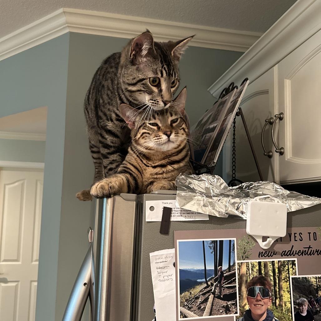 Rocket, a Adoptable Domestic Short Hair in Abbotsford, BC image 2/3