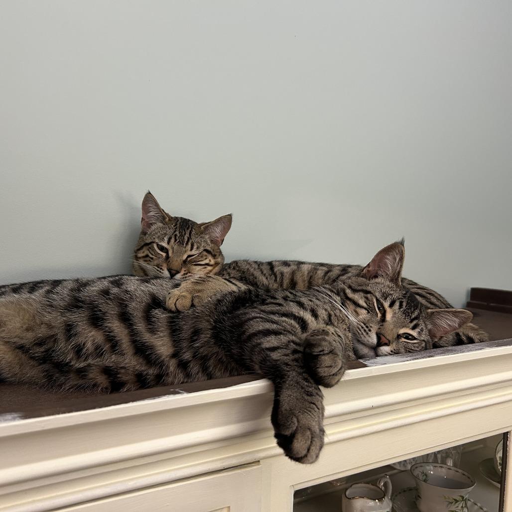 Rocket, a Adoptable Domestic Short Hair in Abbotsford, BC image 3/3
