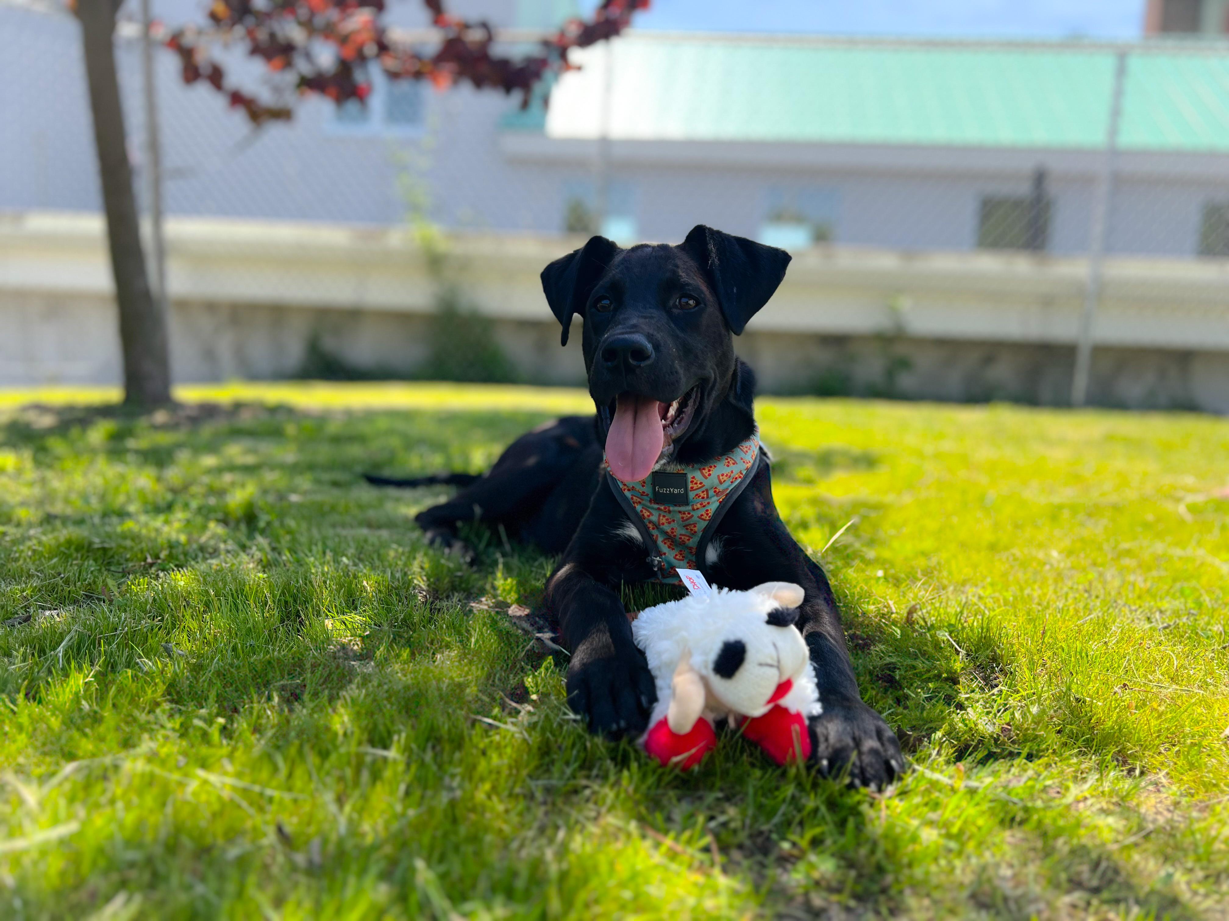 Lotto, ADOPTABLE, Puppy Male Black Labrador Retriever.