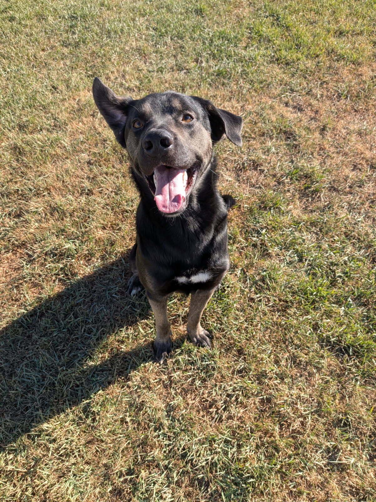 Enlarge Bear, a Adoptable mixed breed in wetaskiwin, AB image 1/1