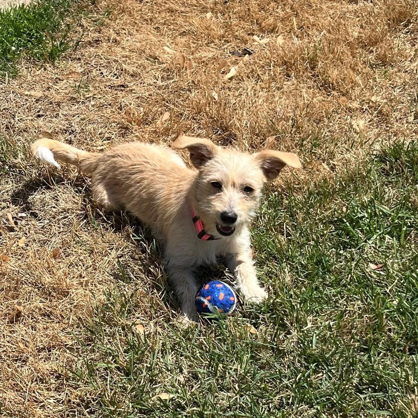 Enlarge Winnie, a ADOPTABLE mixed breed in Collingswood, NJ image 2/5
