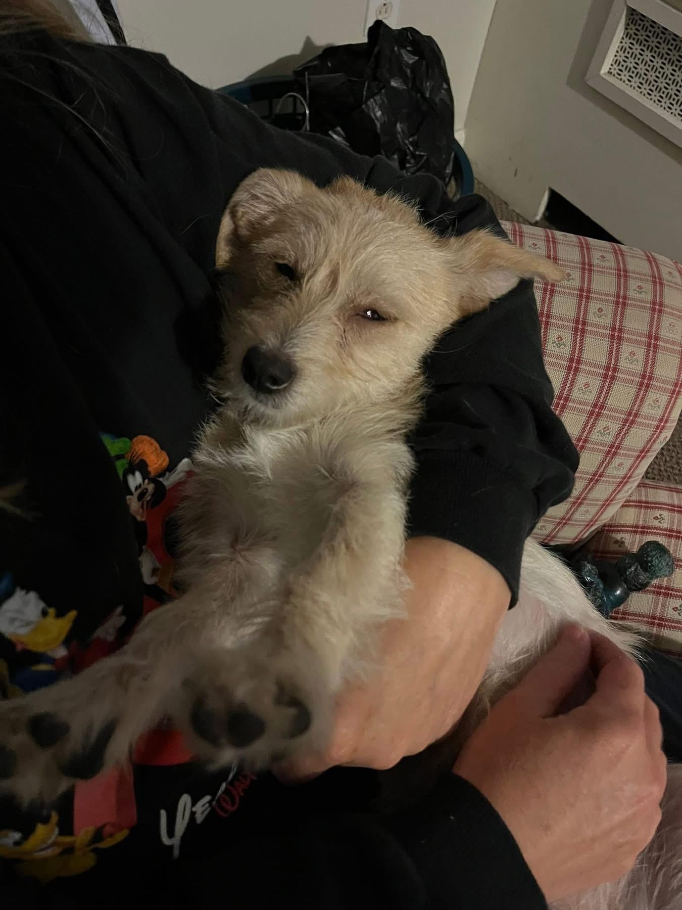 Enlarge Winnie, a ADOPTABLE mixed breed in Collingswood, NJ image 3/5