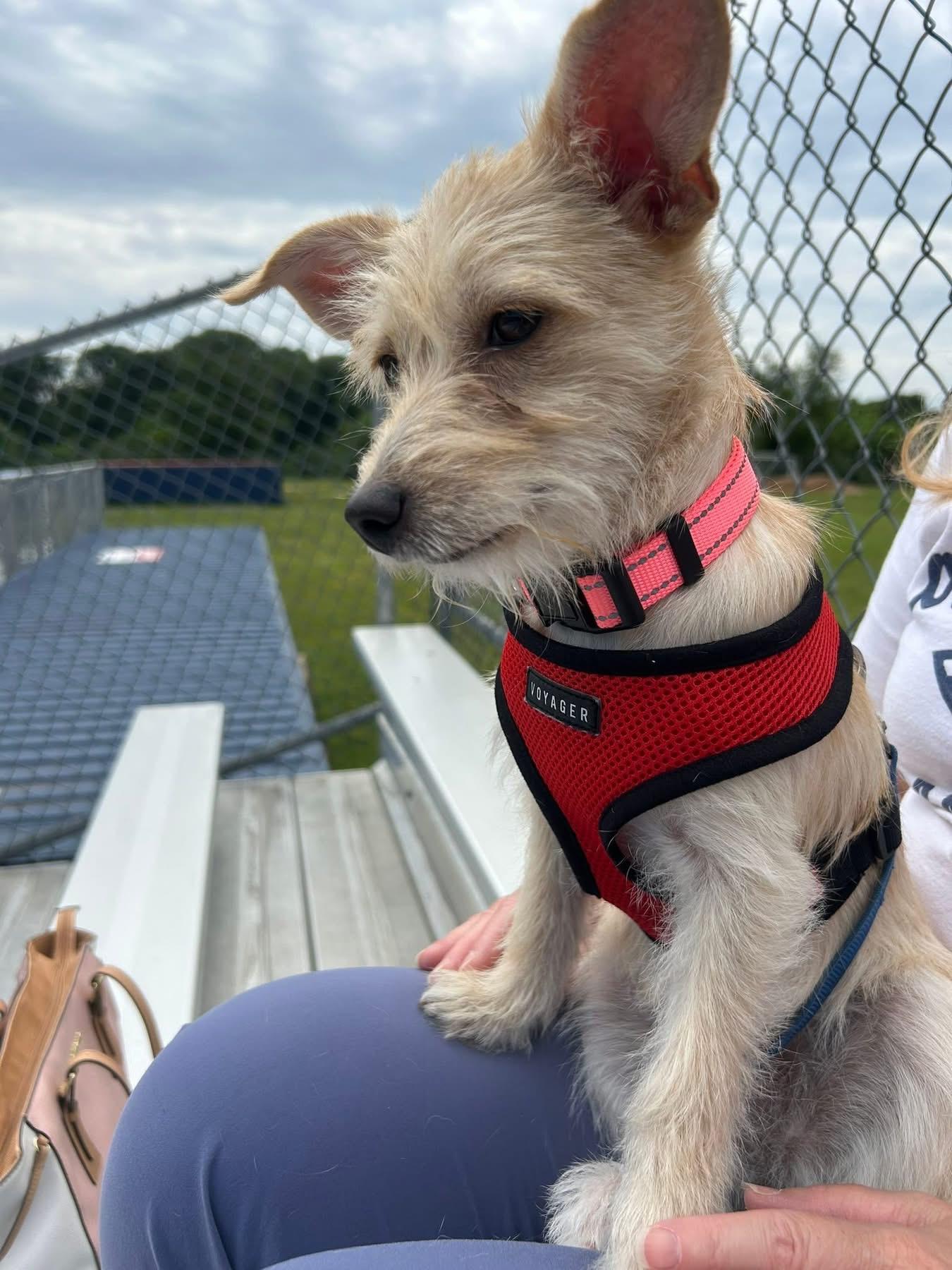 Enlarge Winnie, a ADOPTABLE mixed breed in Collingswood, NJ image 4/5