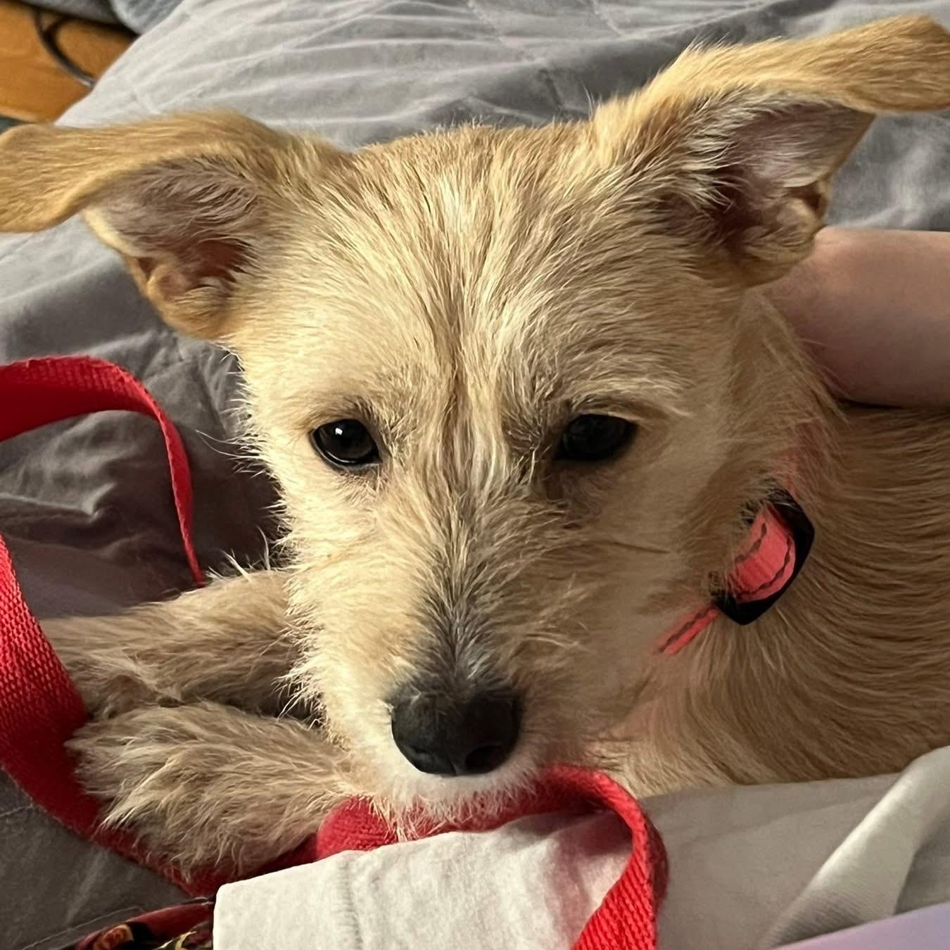 Enlarge Winnie, a ADOPTABLE mixed breed in Collingswood, NJ image 1/5