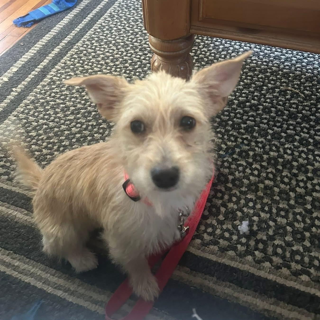 Enlarge Winnie, a ADOPTABLE mixed breed in Collingswood, NJ image 5/5