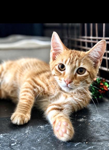 Enlarge Cicero, a Adoptable mixed breed in New Orleans, LA image 2/3
