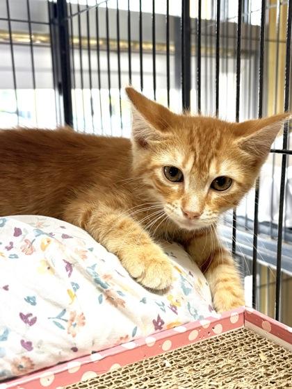 Enlarge Cicero, a Adoptable mixed breed in New Orleans, LA image 3/3