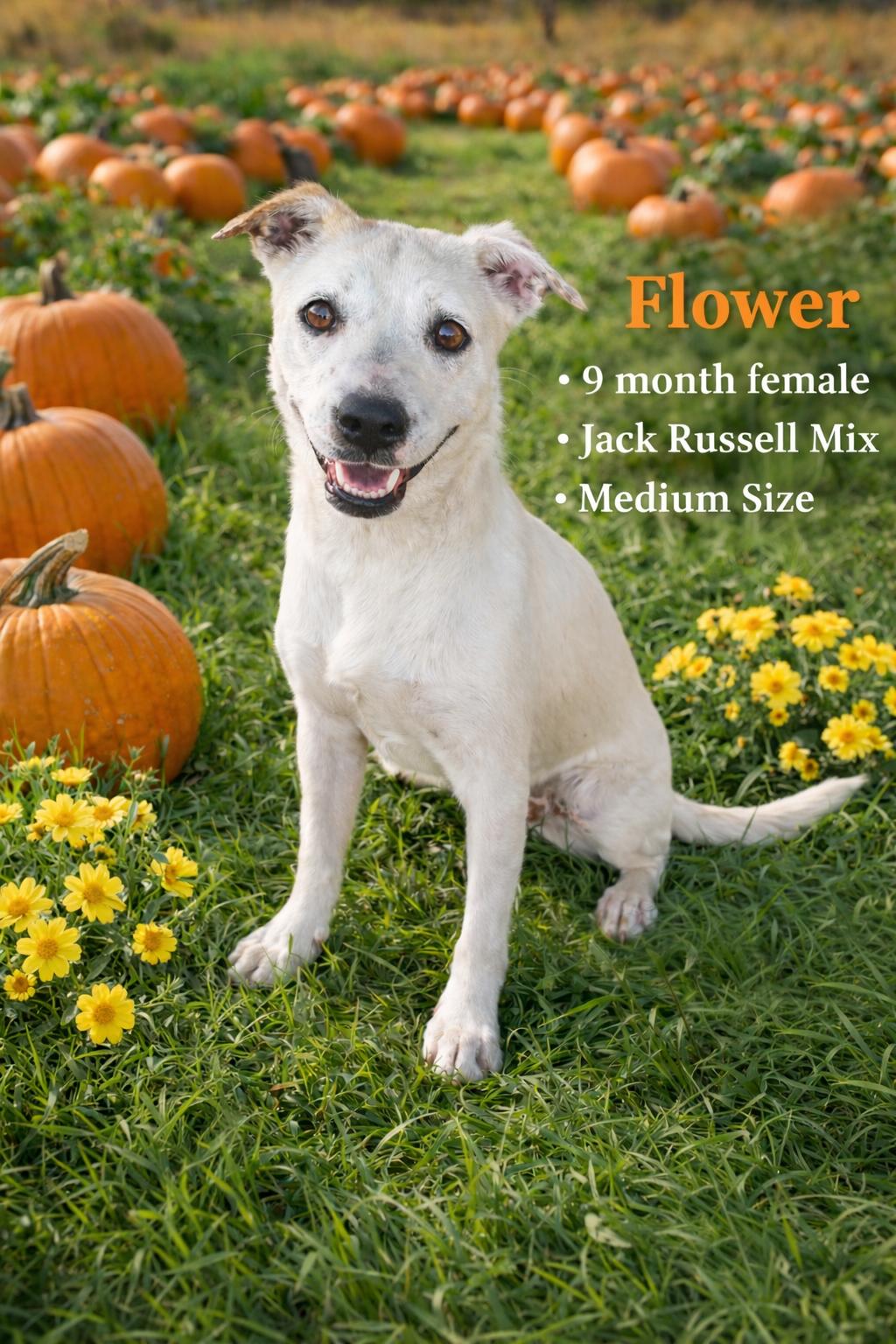 Enlarge FLOWER – 9 MONTH JACK RUSSELL MIX FEMALE , a ADOPTABLE Jack Russell Terrier in Mesa, AZ image 1/1
