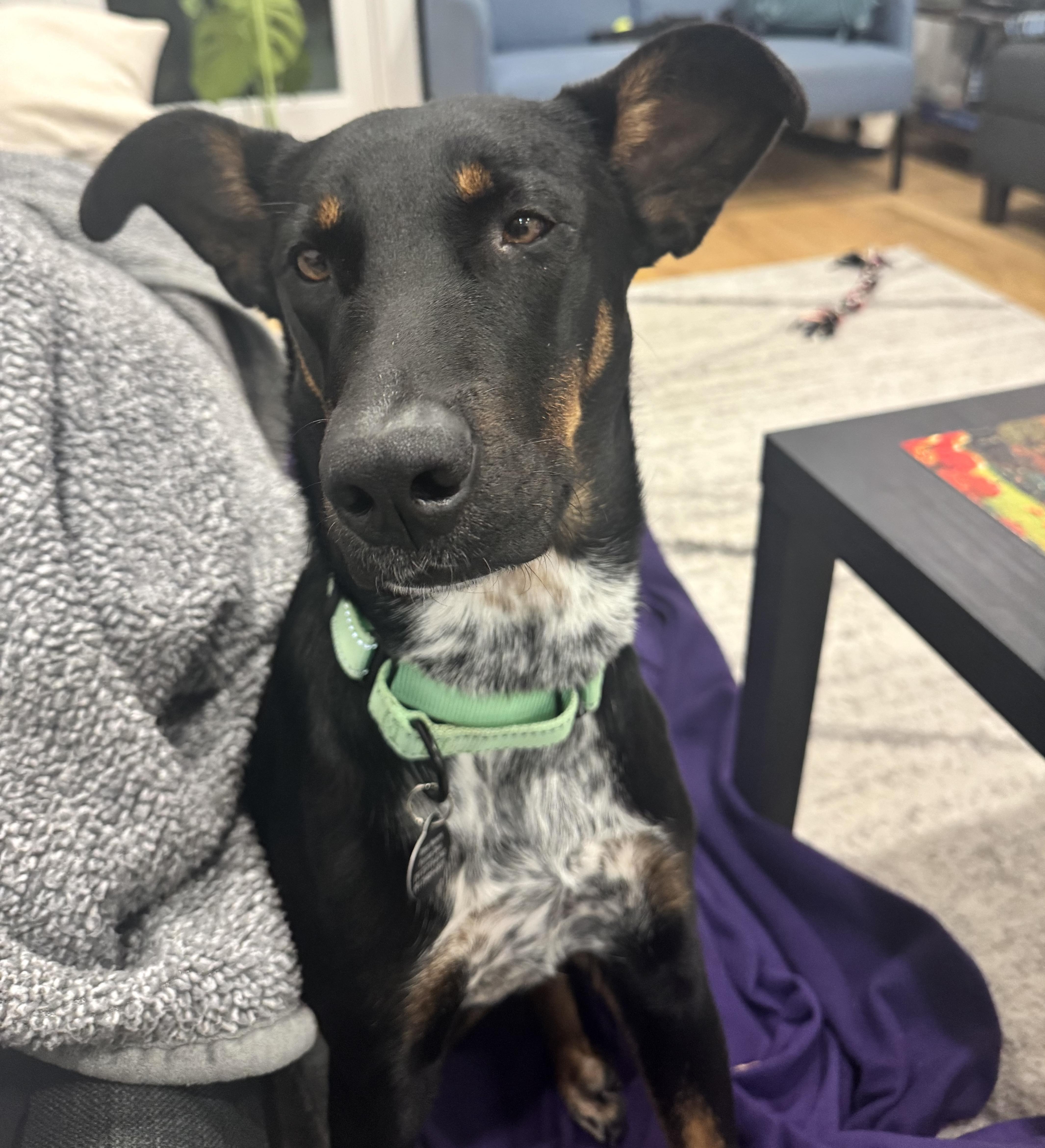 Enlarge Peaches, a ADOPTABLE mixed breed in Brooklyn, NY image 3/4