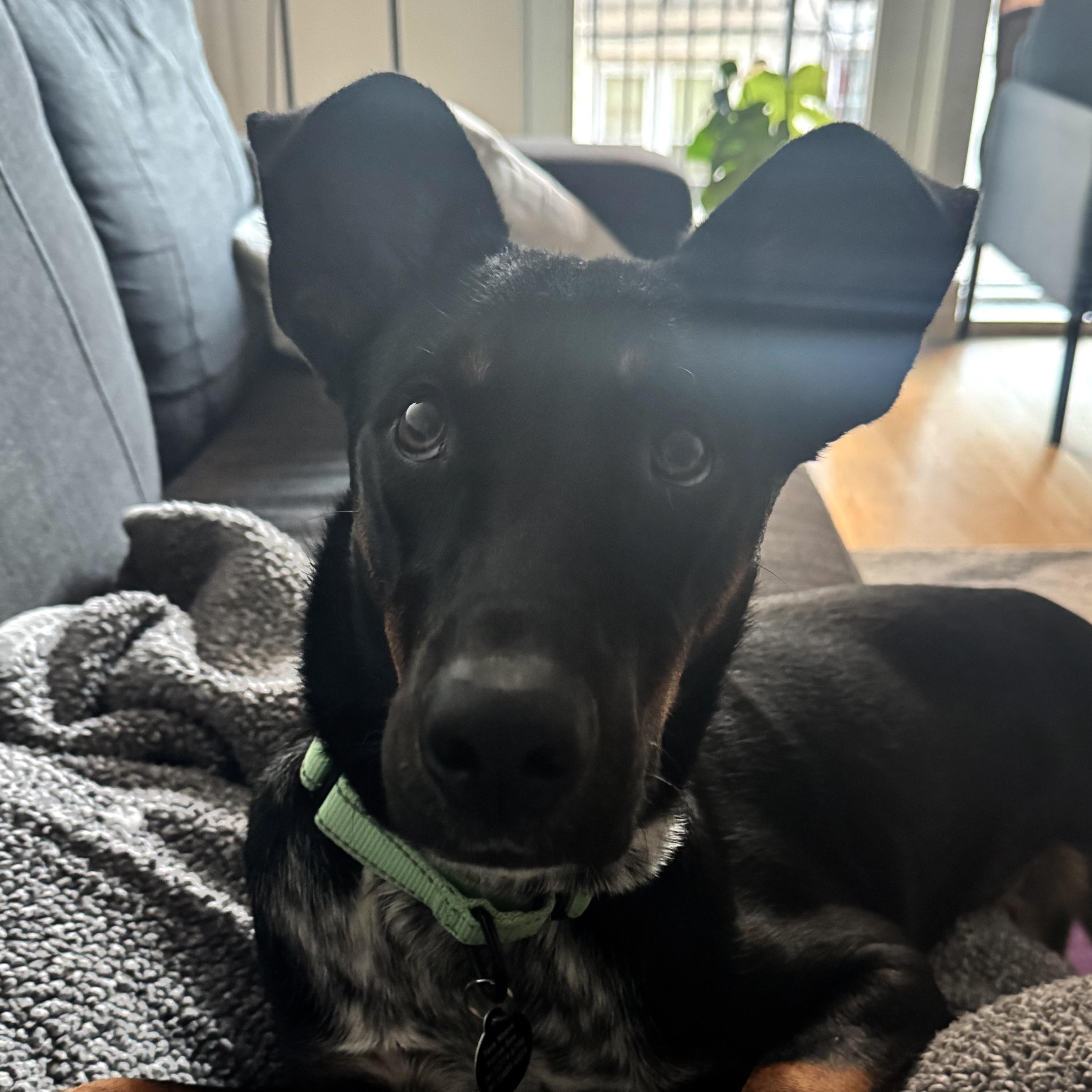 Enlarge Peaches, a ADOPTABLE mixed breed in Brooklyn, NY image 4/4