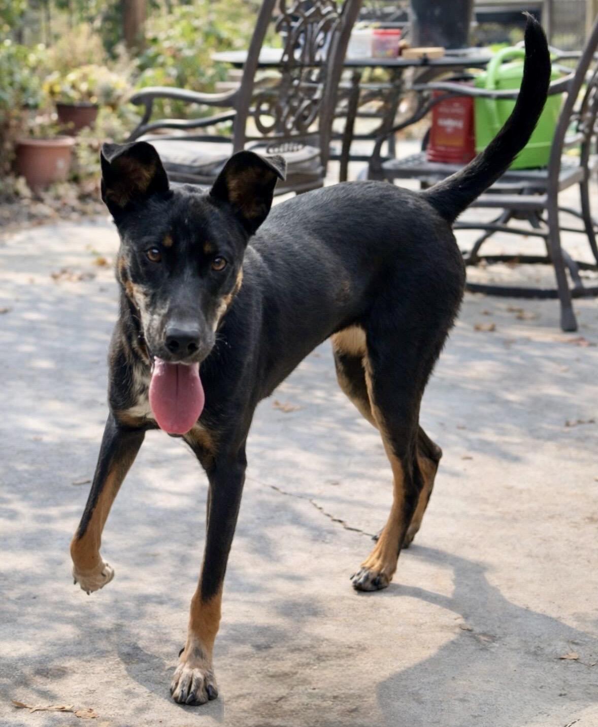 Peaches, ADOPTABLE, Young Female Labrador Retriever.