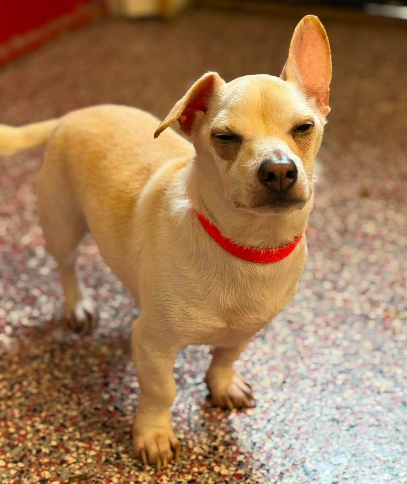 Jax, a ADOPTABLE Chiweenie in Wheelersburg, OH image 2/4