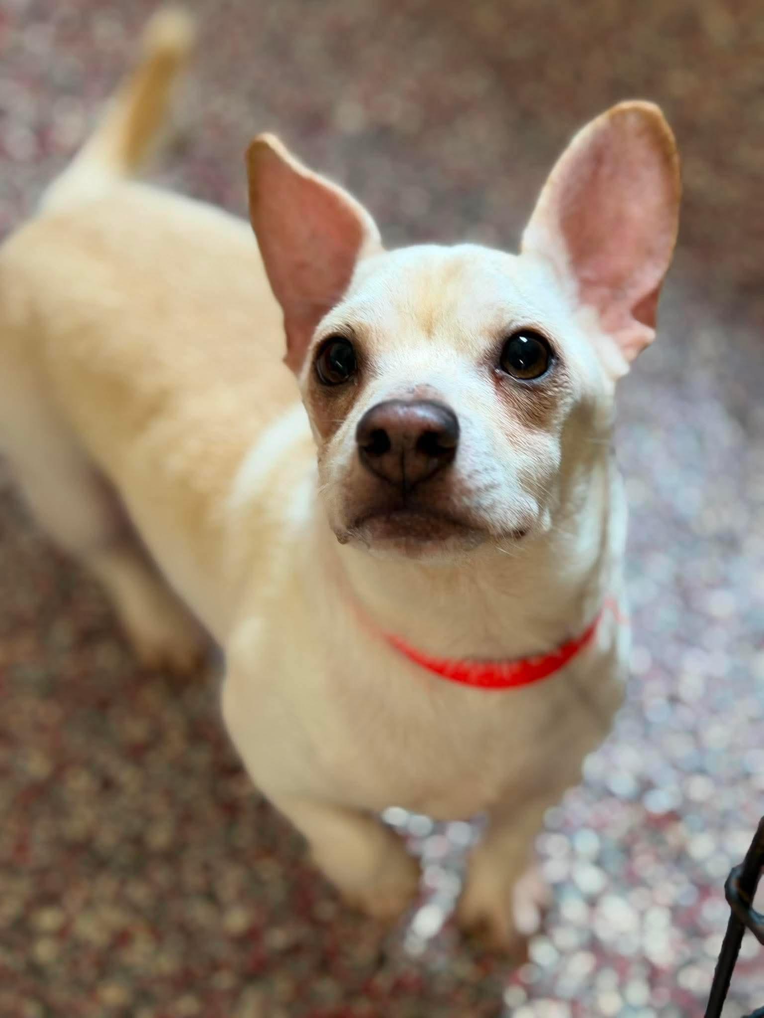 Jax, a ADOPTABLE Chiweenie in Wheelersburg, OH image 3/4