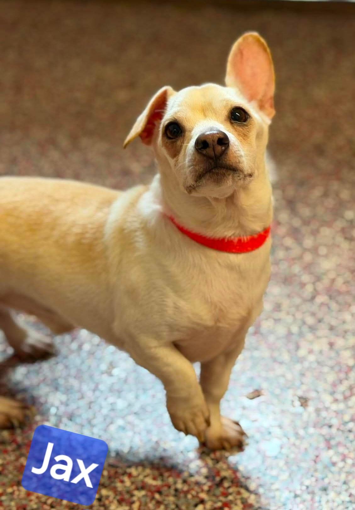 Jax, ADOPTABLE, Adult Male Chiweenie.