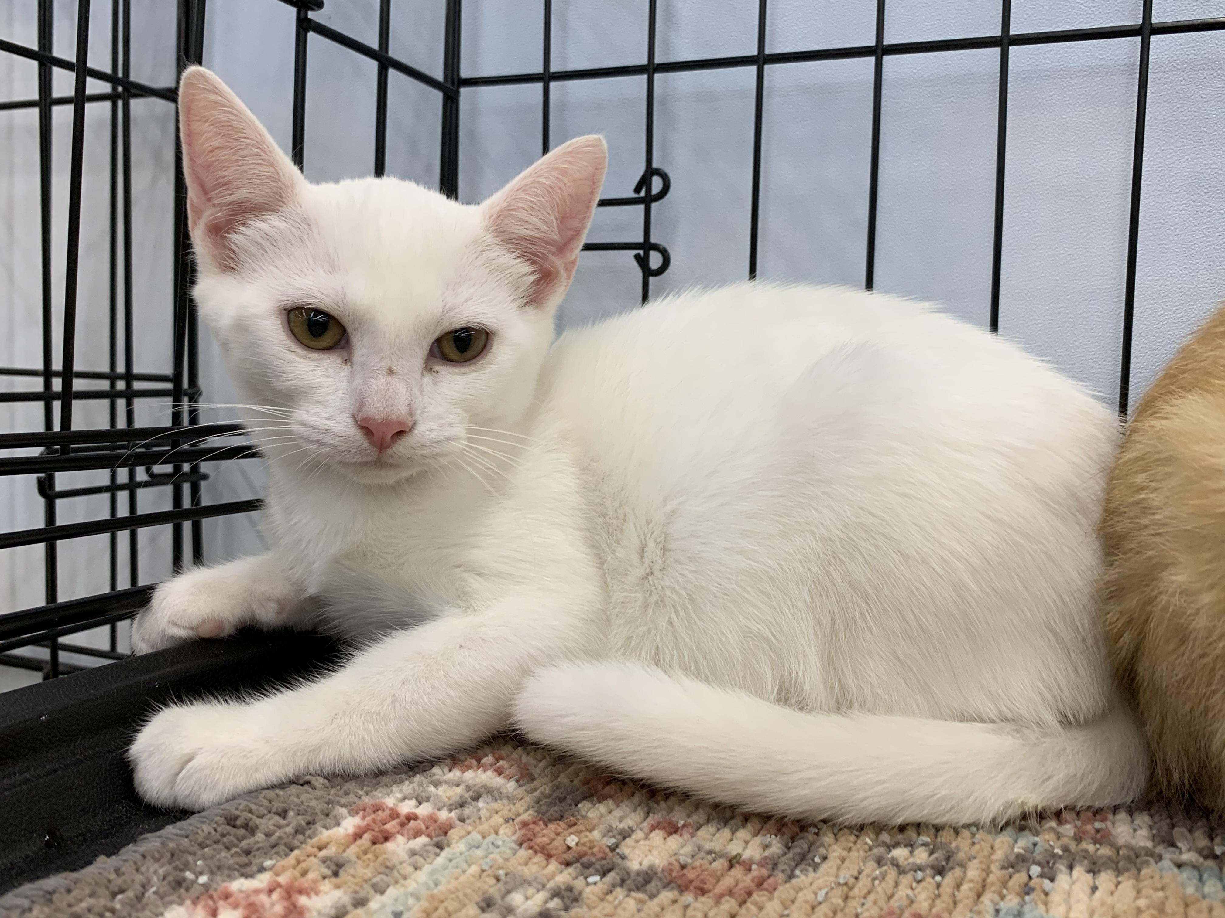 Mateo, a ADOPTABLE Domestic Short Hair in Shelby Township, MI image 4/4