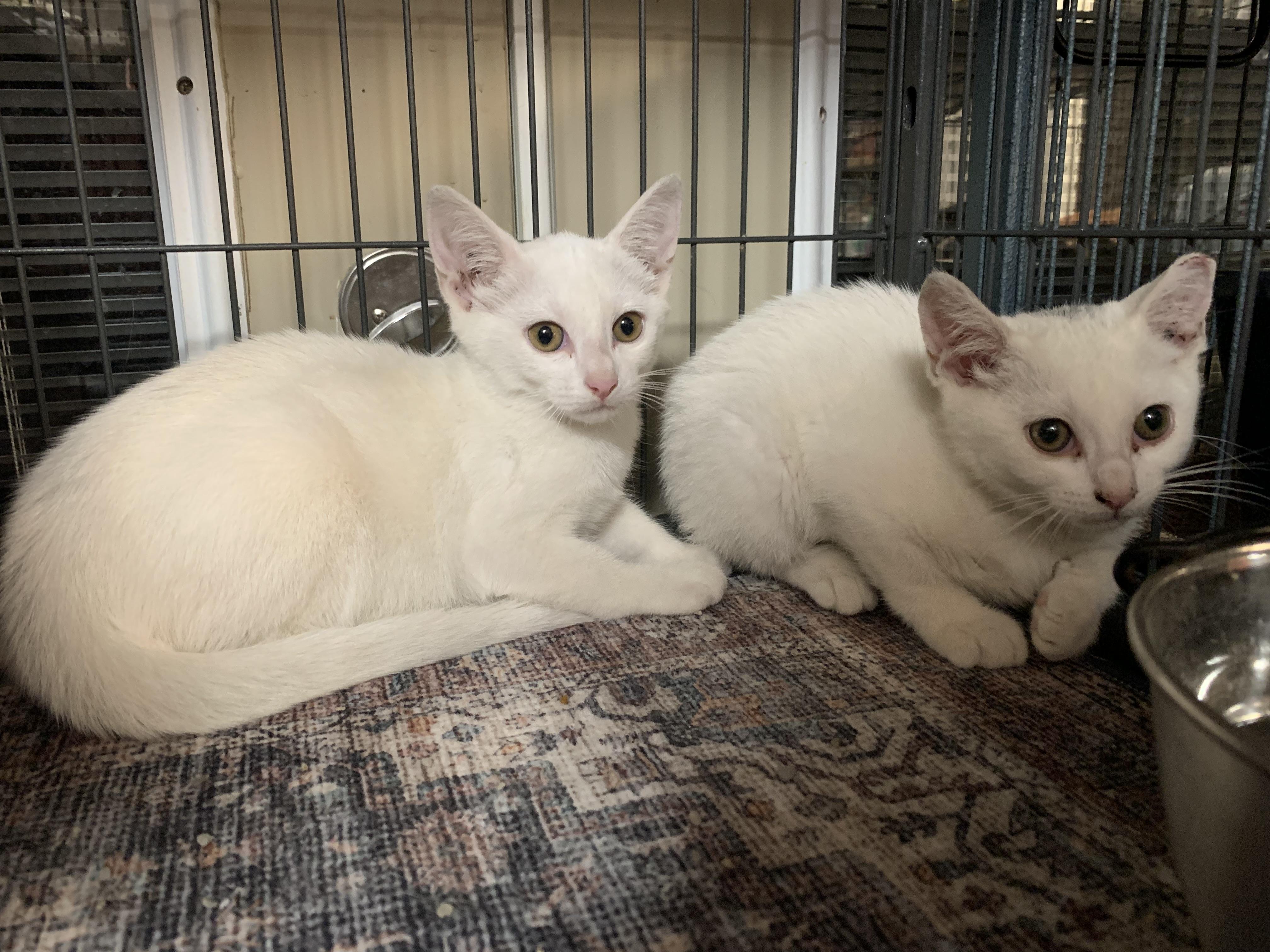 Mateo, a ADOPTABLE Domestic Short Hair in Shelby Township, MI image 2/4