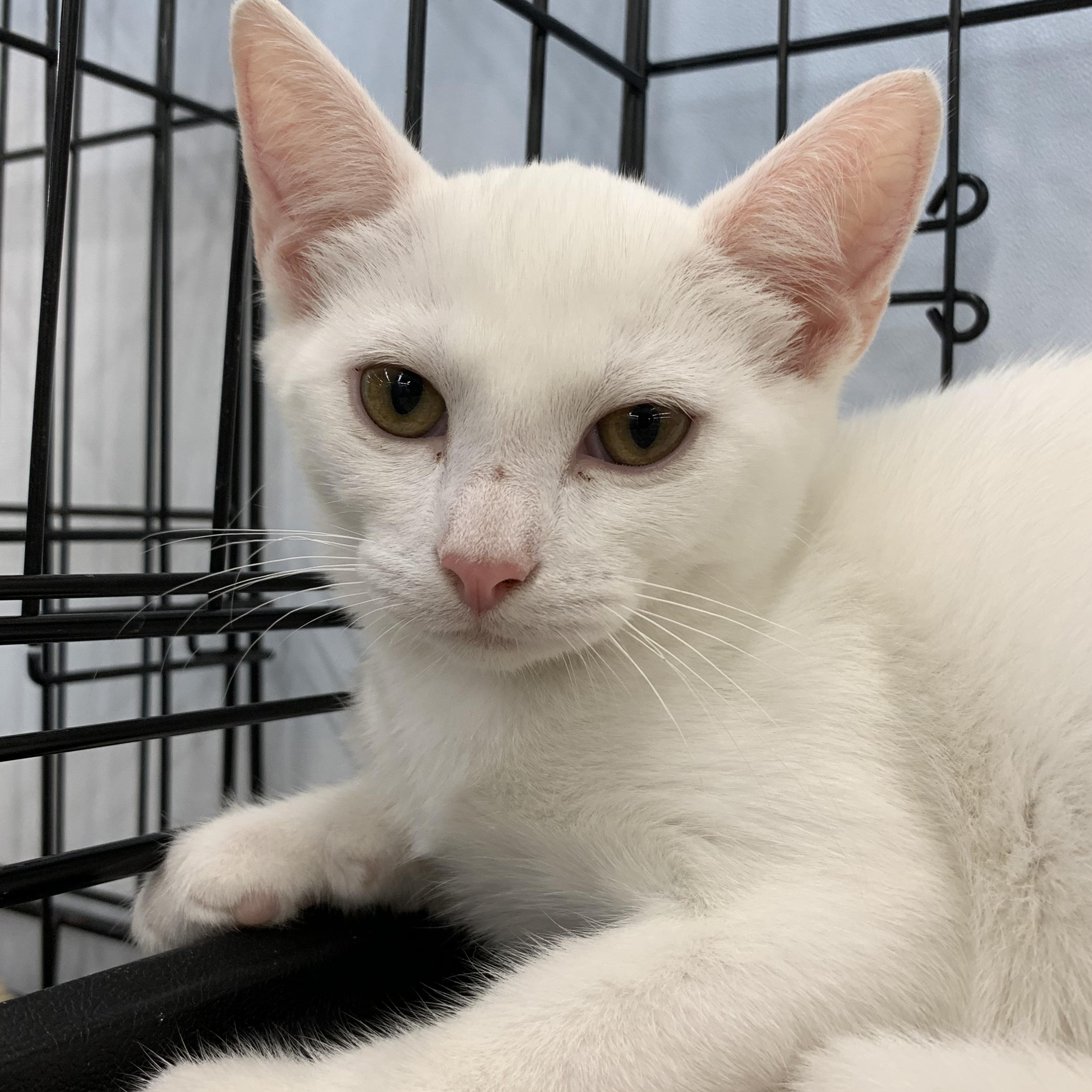 Mateo, ADOPTABLE, Young Male Domestic Short Hair.