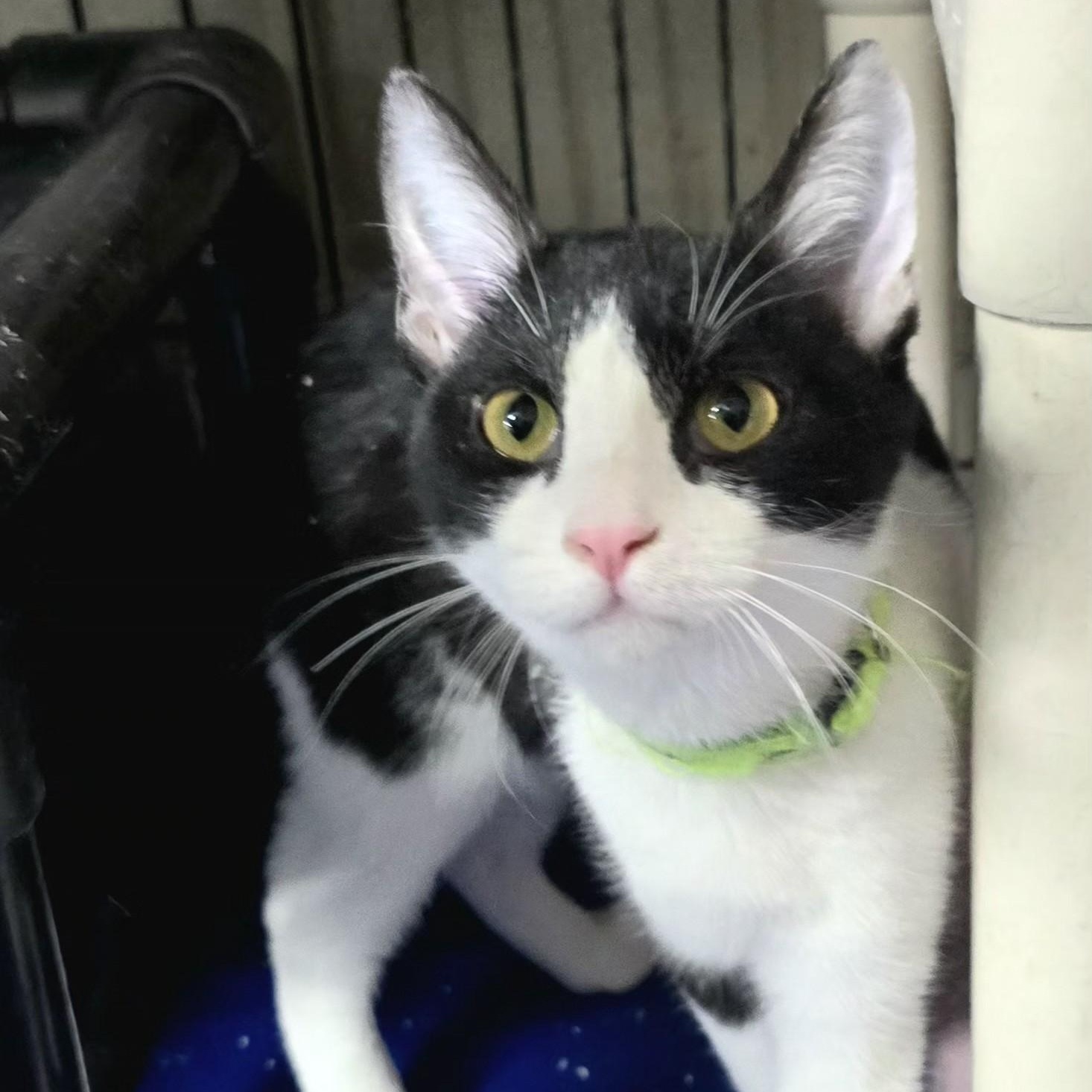 Enlarge Smidge, a ADOPTABLE Domestic Short Hair in Wilmington, OH image 1/3