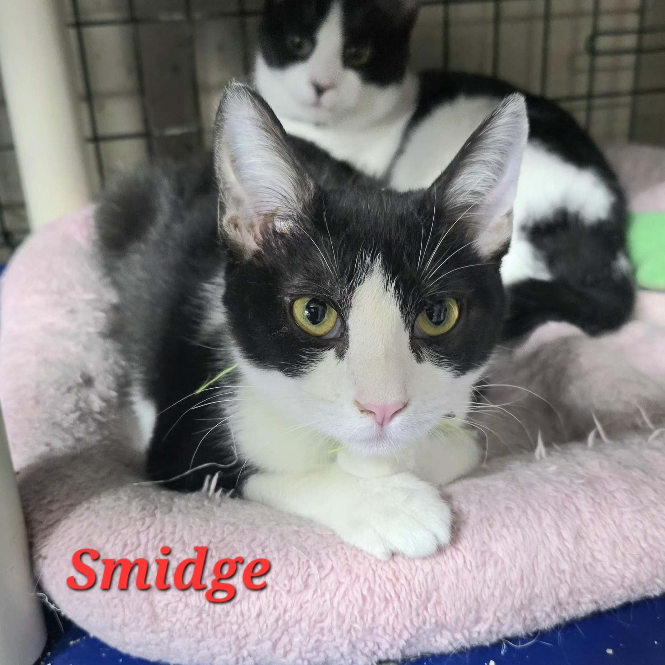 Enlarge Smidge, a ADOPTABLE Domestic Short Hair in Wilmington, OH image 3/3