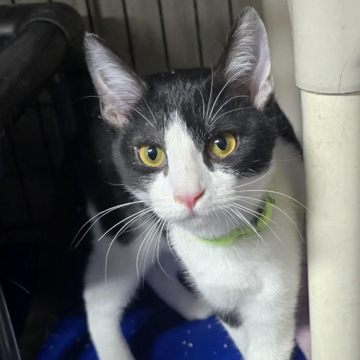 Enlarge Smidge, a ADOPTABLE Domestic Short Hair in Wilmington, OH image 2/3