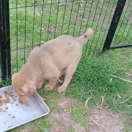 Enlarge Barney, a Adoptable mixed breed in Pine Bluff, AR image 3/6